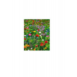 fleurs colorées